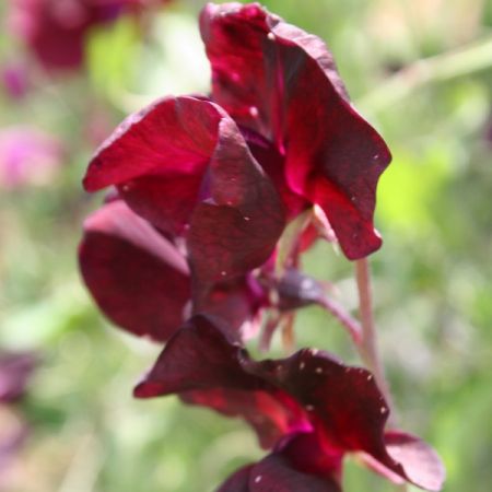 Sweet Pea Beaujolais Kings Seeds