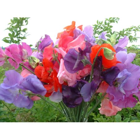 Sweet Pea Bouquet Mix Kings Seeds