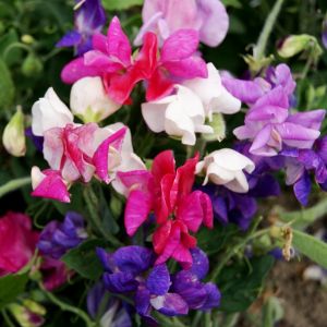 Sweet Pea Cupid Mix Kings Seeds