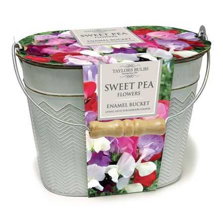 Sweet Pea Decorative Planter With Seeds