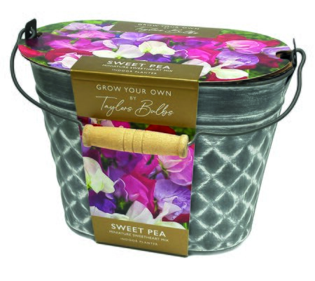 Sweet Pea Decorative Planter With Seeds