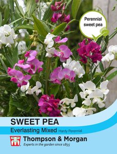 Sweet Pea Everlasting Mix Thompson & Morgan Seed - image 1