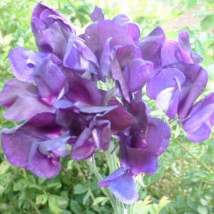 Sweet Pea Flagship Kings Seeds