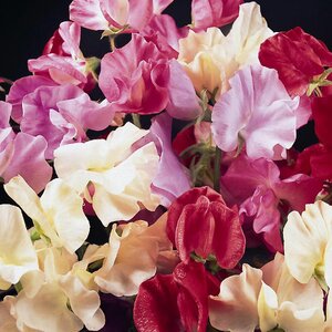 Sweet Pea Galaxy Mix Kings Seeds