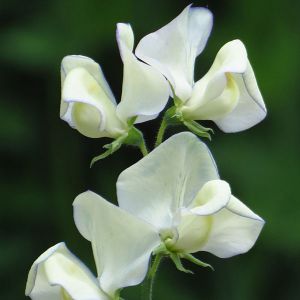 Sweet Pea Green Fingers KIngs Seeds