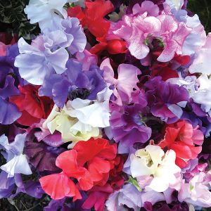 Sweet Pea Kings Spencer Waved Mix- Kings Seeds