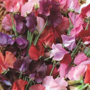 Sweet Pea Knee Hi Mixed Kings Seeds