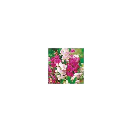 Sweet Pea Lathyrus Latifolius Mix (Everlasting Sweet Pea)- Kings Seeds