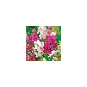 Sweet Pea Lathyrus Latifolius Mix (Everlasting Sweet Pea)- Kings Seeds