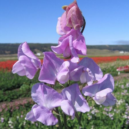 Sweet Pea Leamington Kings Seeds