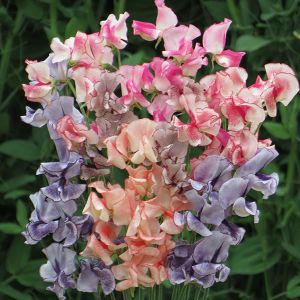 Sweet Pea Mixed Stripes