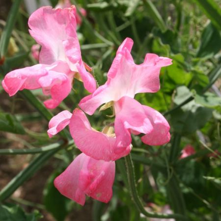 Sweet Pea Mrs R Bolton Kings Seeds