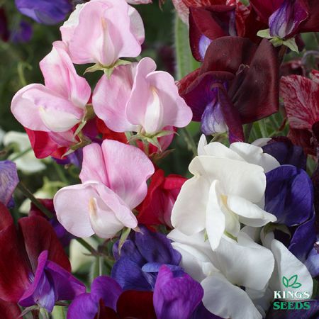 Sweet Pea Old Spice Mixed Kings Seeds
