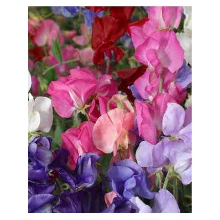 Sweet Pea Perfume Delight Kings Seeds