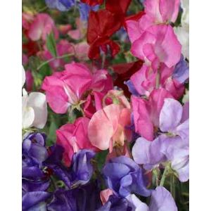 Sweet Pea Perfume Delight Kings Seeds