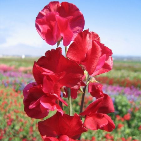 Sweet Pea Winston Churchill Kings Seeds