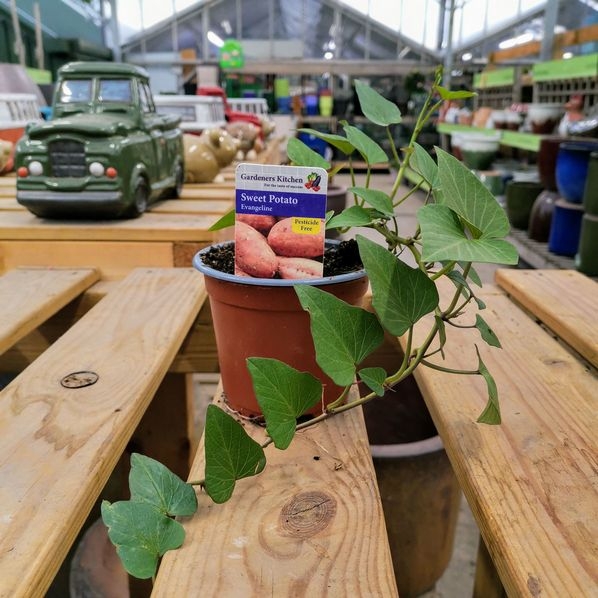 Sweet Potato Evangeline Horticentre Your Family Run Garden Centre