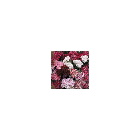 Sweet William Auricula Eyed Mixed- Kings Seeds