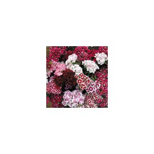 Sweet William Auricula Eyed Mixed- Kings Seeds