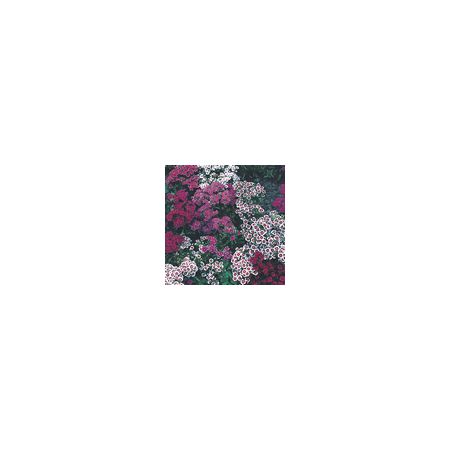 Sweet William Indian Carpet - Kings Seeds