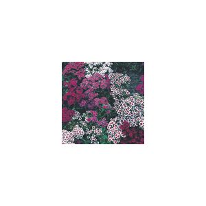 Sweet William Indian Carpet - Kings Seeds
