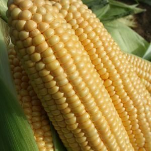 Sweetcorn Goldcrest F1 Kings Seeds