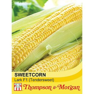 Sweetcorn - Lark F1 - Thompson and Morgan Seed Pack
