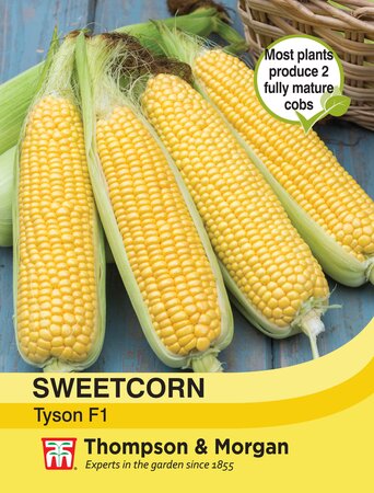 Sweetcorn - Tyson - Thompson and Morgan Seed Pack - image 1