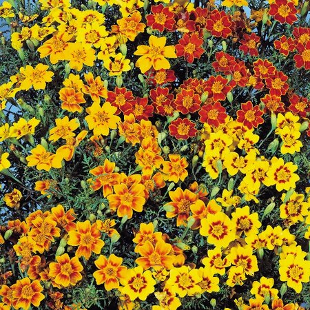 Tagetes Starfire- Kings Seeds