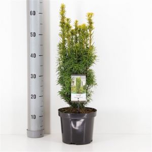 Taxus baccata David C3 Pot 40/50 - Our selection