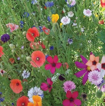Thompson & Morgan Annual - Early Flowering Mixed Seed Pack - image 1