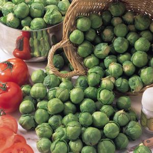 Thompson & Morgan - Brussels Sprout - Bedford - Seed Pack