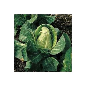 Thompson & Morgan Cabbage - April (Spring) - Seed Pack