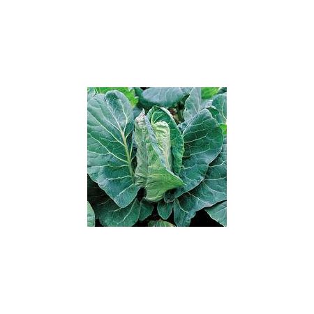 Thompson & Morgan Cabbage - Greyhound - Seed Pack