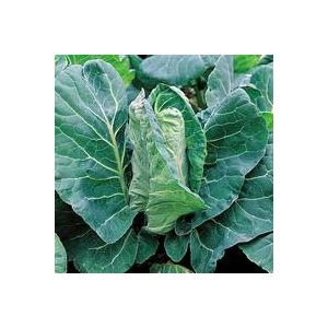 Thompson & Morgan Cabbage - Greyhound - Seed Pack