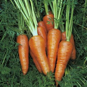 Thompson & Morgan Carrot - Chantenay Red Cored 3 - Supreme -  Seed Pack