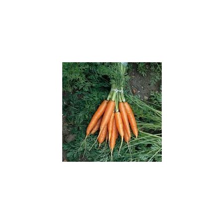 Thompson & Morgan Carrot - Early Nantes 2 (Nantes 2) - Seed Pack