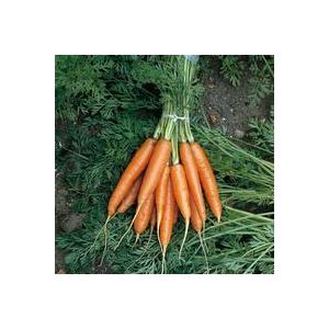 Thompson & Morgan Carrot - Early Nantes 2 (Nantes 2) - Seed Pack