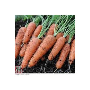 Thompson & Morgan Carrot - Fly Away F1 Hybrid - Seed Pack