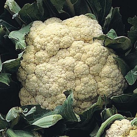 Thompson & Morgan Cauliflower - All The Year Round - Seed Pack