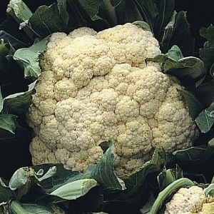 Thompson & Morgan Cauliflower - All The Year Round - Seed Pack