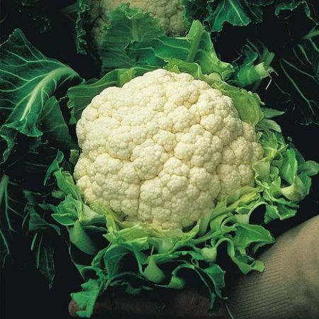 Thompson & Morgan Cauliflower - Walcheren Winter 5 - Seed Pack