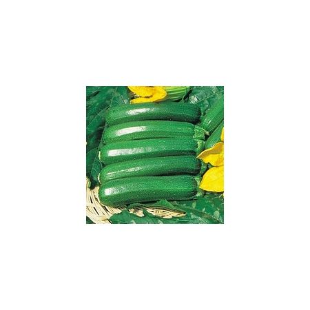 Thompson & Morgan Courgette - Defender F1 Hybrid - Seed Pack