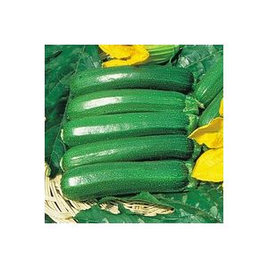 Thompson & Morgan Courgette - Defender F1 Hybrid - Seed Pack
