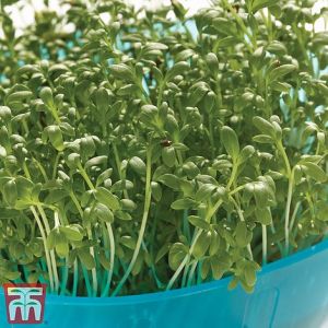 Thompson & Morgan Cress - Extra Curled - Seed Pack