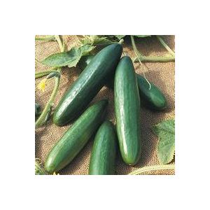 Thompson & Morgan Cucumber - Diva - Seed Pack