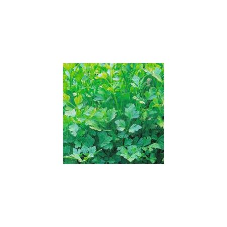 Thompson & Morgan Herb - Parsley Plain Leaved (Sheeps) 2 - Seed Pack