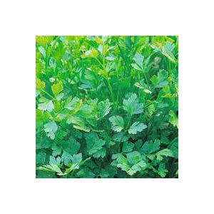 Thompson & Morgan Herb - Parsley Plain Leaved (Sheeps) 2 - Seed Pack