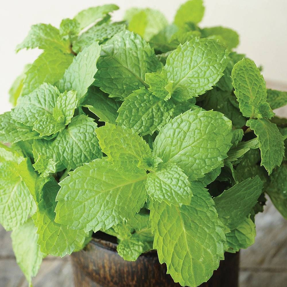 Thompson & Herbs Mint Seed Pack Horticentre Your Family