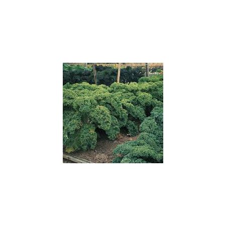 Thompson & Morgan Kale - Dwarf Green Curled - Seed Pack